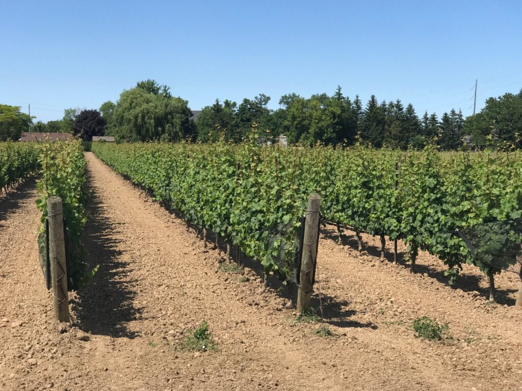 Wine, Wine, and yes please, more Wine!