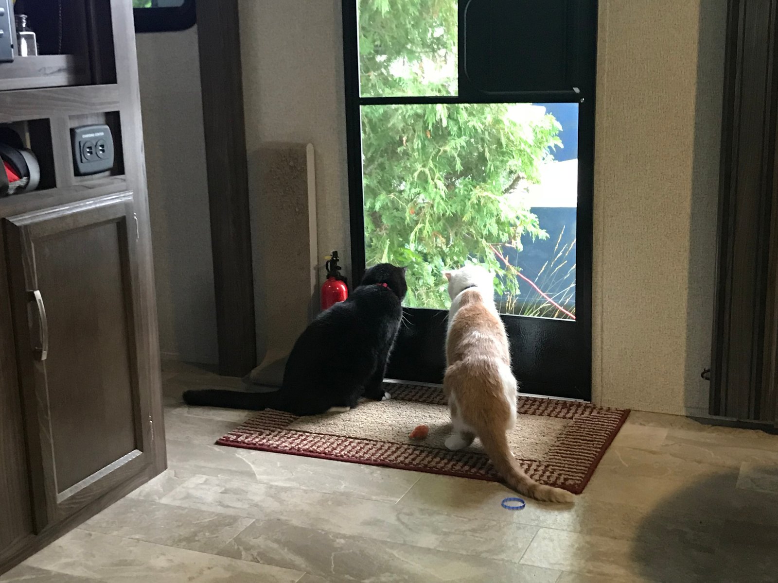 8 Tips for Successful RV’ing with Cats